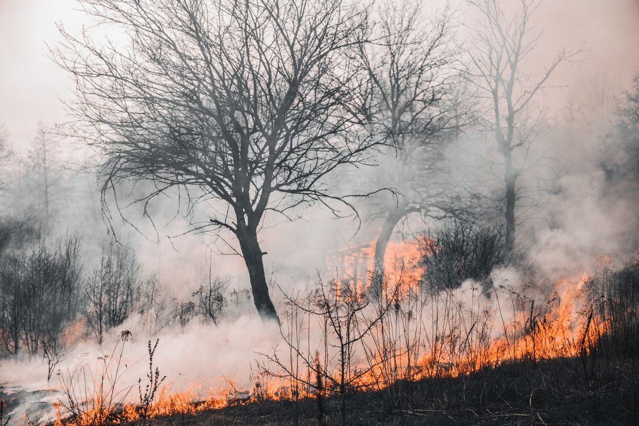 Wildfire in a wooded area — the peril driving address-level repricing in the wildland-urban interface.